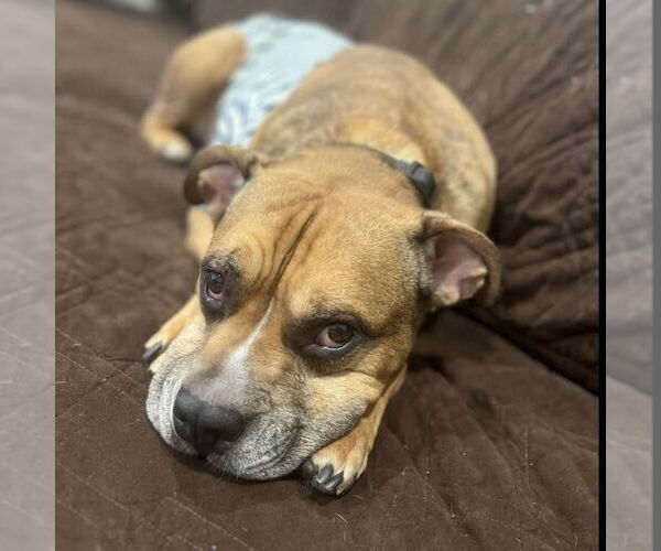 Medium Photo #7 Boxer-Unknown Mix Puppy For Sale in Boston, MA, USA