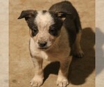 Small #4 Australian Cattle Dog-Border Collie Mix