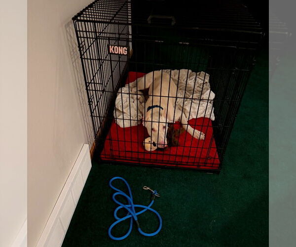 Medium Photo #11 Doberman Pinscher Puppy For Sale in Buffalo, MN, USA