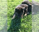 Small Photo #1 German Shepherd Dog Puppy For Sale in SAN JOSE, CA, USA