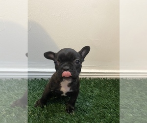 French Bulldog Puppy for sale in CHULA VISTA, CA, USA