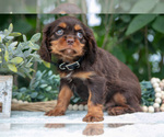 Small #1 Cavalier King Charles Spaniel
