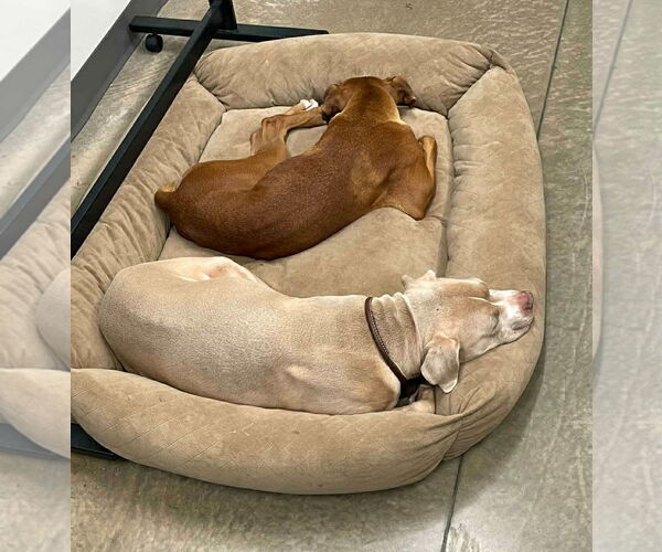 Medium Photo #4 Boxer Puppy For Sale in Dumont, NJ, USA