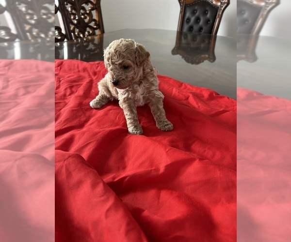 Medium Photo #2 Poodle (Toy) Puppy For Sale in MADERA, CA, USA
