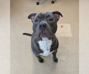 Mastiff-Unknown Mix Dogs for adoption in La Porte, IN, USA