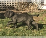 Small Photo #23 Neapolitan Mastiff Puppy For Sale in BRISTOW, VA, USA