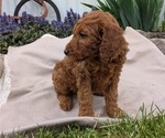 Small Photo #33 Irish Doodle Puppy For Sale in GOSHEN, IN, USA