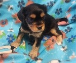 Small Photo #42 Aussalier Puppy For Sale in ATHOL, ID, USA