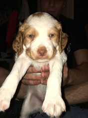 Brittany Puppy for sale in BOCA RATON, FL, USA