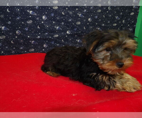 Medium Photo #6 Yorkshire Terrier Puppy For Sale in PATERSON, NJ, USA