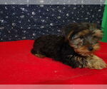 Small Photo #6 Yorkshire Terrier Puppy For Sale in PATERSON, NJ, USA