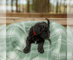 Small Photo #27 Goldendoodle Puppy For Sale in GREENBRIER, AR, USA