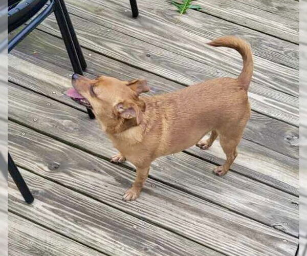 Medium Photo #4 Chiweenie Puppy For Sale in Rural Hall, NC, USA