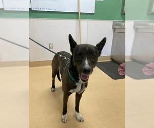 Siberian Husky-Unknown Mix Dogs for adoption in Placerville, CA, USA