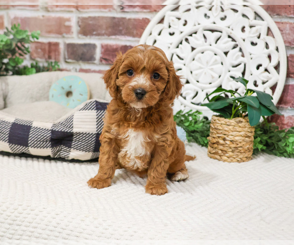 Medium Photo #10 Cavapoo (Miniature) Puppy For Sale in SYRACUSE, IN, USA
