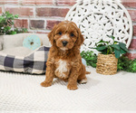 Small #9 Cavapoo (Miniature)