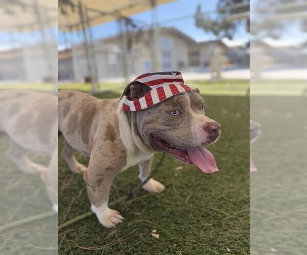Medium Photo #1 Mutt Puppy For Sale in Downey, CA, USA