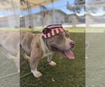 KANE - Male Mutt Dog for Adoption - Small photo