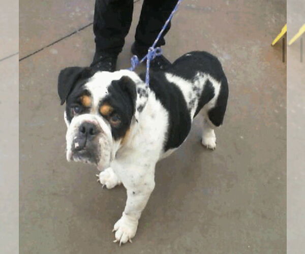 Medium Photo #2 Mutt Puppy For Sale in Canton, CT, USA