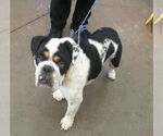 Small #1 Mutt