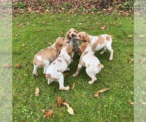 Brittany Litter for sale in BERKSHIRE, NY, USA