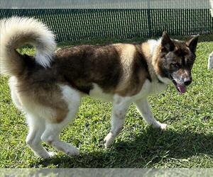 Akita Dogs for adoption in Springfield, MA, USA