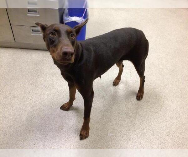 Medium Photo #1 Doberman Pinscher Puppy For Sale in Riverside, CA, USA