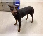 Small Doberman Pinscher