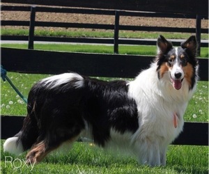 Mother of the Collie puppies born on 03/16/2022