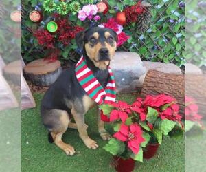 German Shepherd Dog Dogs for adoption in Oklahoma City, OK, USA