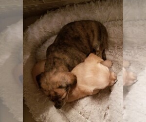 Chiweenie Puppy for sale in GRAHAM, WA, USA