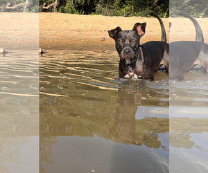 Sage May 25 - Female American Pit Bull Terrier-Unknown Mix Dog for Adoption - Photo #5