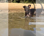 Small #4 American Pit Bull Terrier Mix