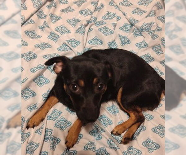 Medium Photo #1 Chihuahua-Unknown Mix Puppy For Sale in San Antonio, TX, USA