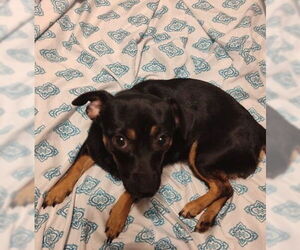 Chihuahua-Unknown Mix Dogs for adoption in San Antonio, TX, USA