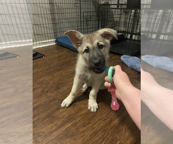 Medium Photo #3 Alaskan Malamute-German Shepherd Dog Mix Puppy For Sale in WAYNESBORO, PA, USA