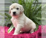 Puppy Coast Golden Retriever