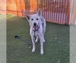 *GINGER - Female Siberian Husky-Unknown Mix Dog for Adoption - Small photo