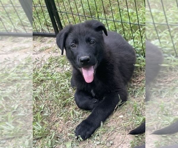 Medium Photo #28 German Shepherd Dog Puppy For Sale in WEST POINT, VA, USA