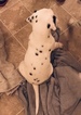 Small Photo #11 Dalmatian Puppy For Sale in ASHEBORO, NC, USA