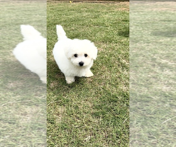 Medium Photo #4 Bichon Frise Puppy For Sale in PELZER, SC, USA