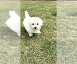 Small #3 Bichon Frise