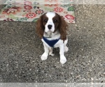 Small Photo #1 Cavalier King Charles Spaniel Puppy For Sale in SHELBYVILLE, KY, USA
