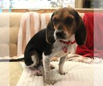 Small Photo #8 Beagle Puppy For Sale in Valrico, FL, USA