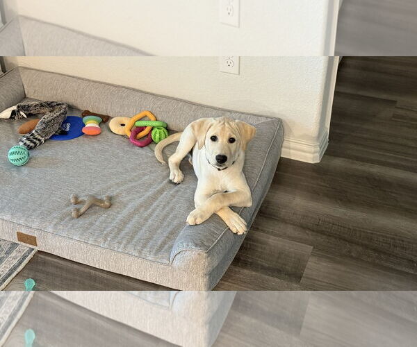 Medium Photo #4 Labrador Retriever Puppy For Sale in McKinney, TX, USA