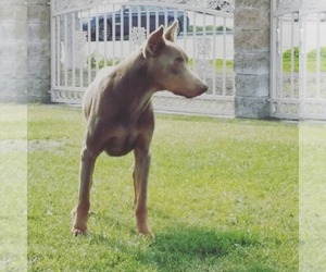 Father of the Doberman Pinscher puppies born on 08/12/2022