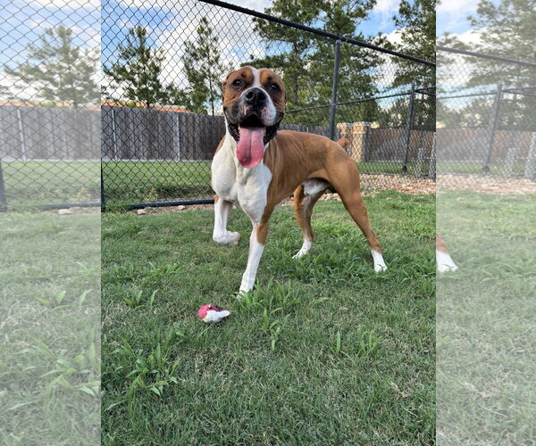 Medium Photo #3 Boxer Puppy For Sale in  Katy, TX, USA