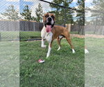 Small #2 Boxer