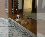 Small #3 Shih Tzu Mix