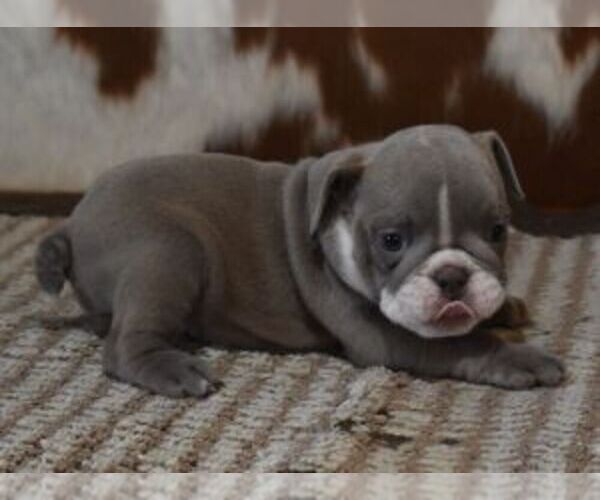 Medium Photo #4 English Bulldog Puppy For Sale in MARSHFIELD, MO, USA